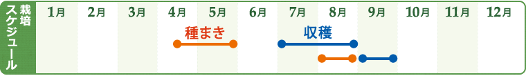 キュウリの栽培スケジュール