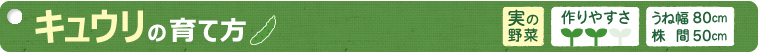 キュウリの育て方
