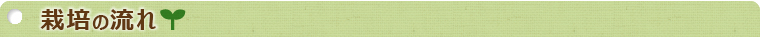 栽培の流れ