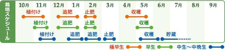 玉ねぎの栽培スケジュール