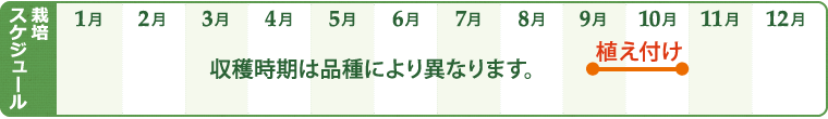 イチゴの栽培スケジュール