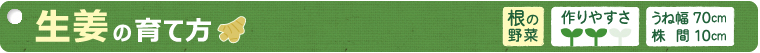 生姜の育て方