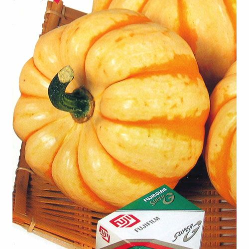 かぼちゃ 種 【プッチィーニ】 小袋 | 農業屋.com