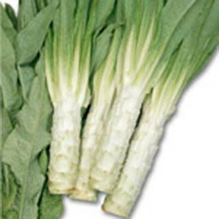 ブロッコリー 種 【 おはよう 】 ペレット5000粒 | 農業屋.com