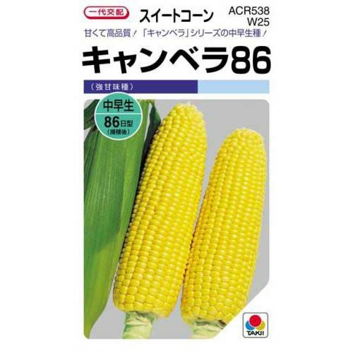とうもろこし 種 【 キャンベラ86 】 小袋（70粒） ( とうもろこしの種
