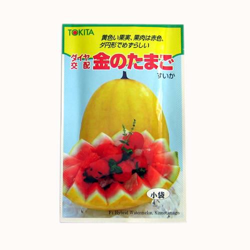 玉ねぎ苗 【予約】 【 超極早生 】 約500本 [ たまねぎ苗 タマネギ苗