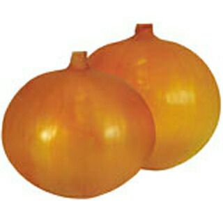 たまねぎ 種 【玉ねぎ 貴錦】 小袋 | 農業屋.com