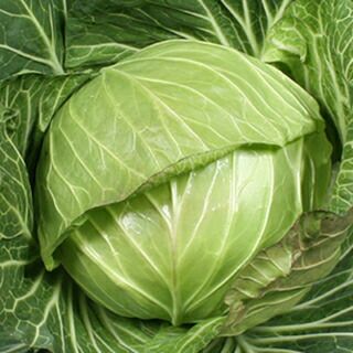 キャベツ 種 【 あまだま 】 小袋 ( キャベツの種 ) | 農業屋.com