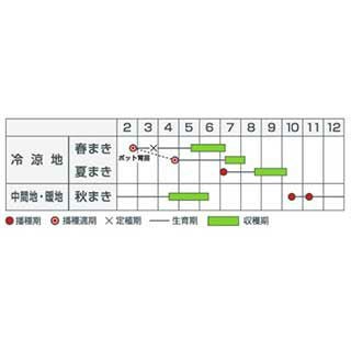 エンドウ 種 【 白花 成増30日 】 35ml ( エンドウの種 )