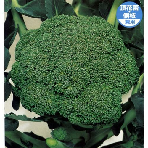 ブロッコリー 種 【 緑嶺 】 種子 20ml | 農業屋.com