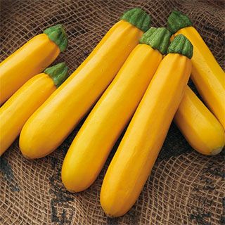 ズッキーニ 種 【 オーラムEX 】 小袋（約100粒）