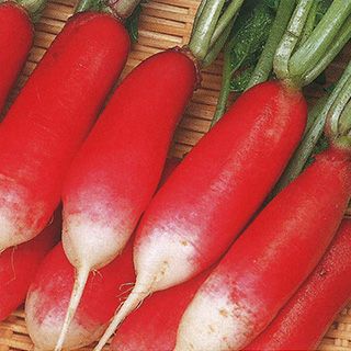 廿日大根 種 【 紅白 】 2dl ( 廿日大根の種 ) | 農業屋.com