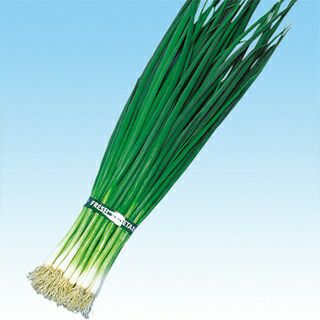 ネギ 種 【 スーパー九条 】 種子 小袋（約20ml） | 農業屋.com