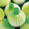 たまねぎ 種 【早生こがね】 100ｇ