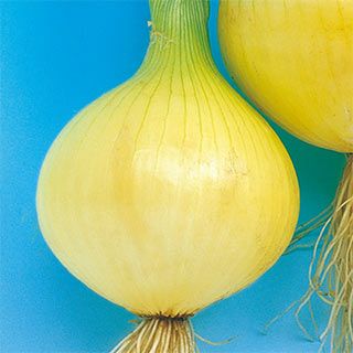 たまねぎ 種 【アーリートップ】 100ｇ