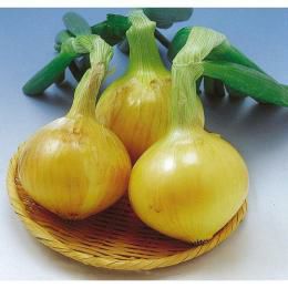 たまねぎ 種 【博多こがねEX】 100ｇ