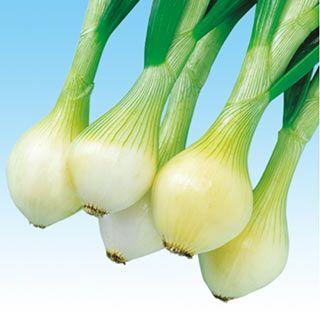 たまねぎ 種 【センチュリー2号】 10ｇ
