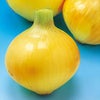 たまねぎ 種 【こはく2号】 10ｇ