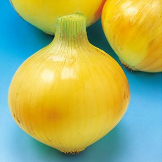 たまねぎ 種 【こはく2号】 100ｇ