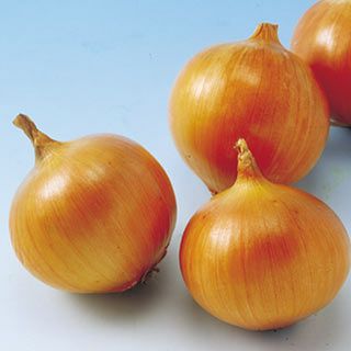 たまねぎ 種 【晩生こがね】 10ｇ