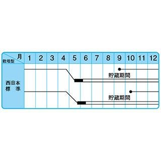 たまねぎ 種 【中生こがね】 10ｇ