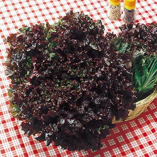 000000001684-01.jpg?size=l&w=