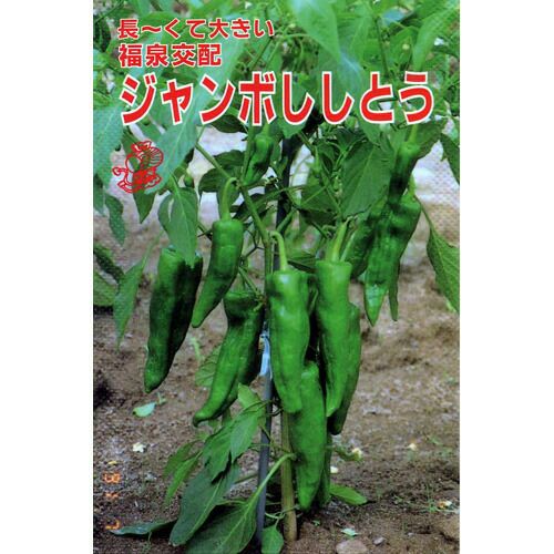 ししとう Amazon.co.jp: ししとう 種 【 甘とうジャンボ 】 種子 小袋 : DIY