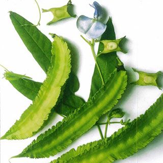 雑豆 種 【 四角豆 うりずん 】 種子 小袋（約20ml）