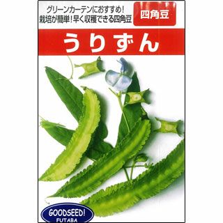 雑豆 種 【 四角豆 うりずん 】 種子 小袋（約20ml）