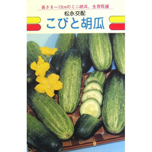 玉ねぎ苗 【予約】 【 晩生 もみじ3号 （アサヒ3号） 】 約500本