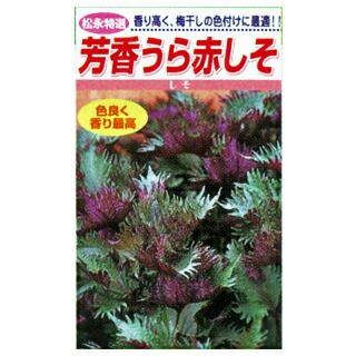しそ 種 【 芳香うら赤しそ 】 種子 小袋（約5ml） | 農業屋.com