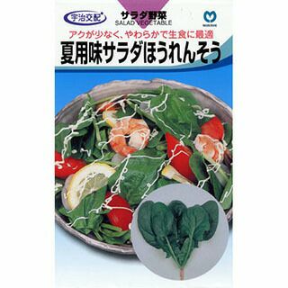 ホウレンソウ 種 【 夏用味サラダほうれんそう 】 種子 小袋（約780粒