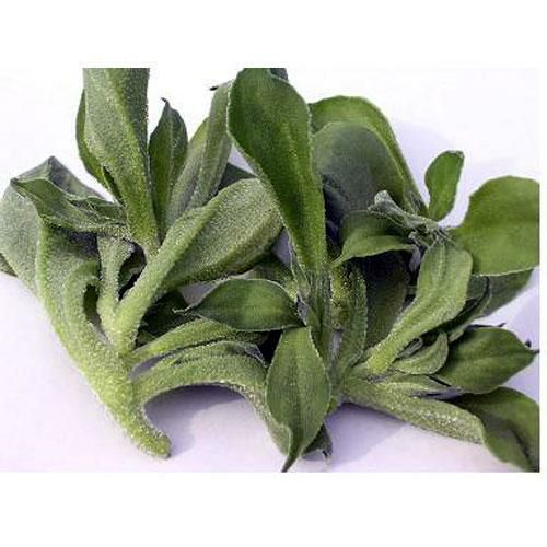 アイスプラントプチサラ 】 種子 1ml | 農業屋.com
