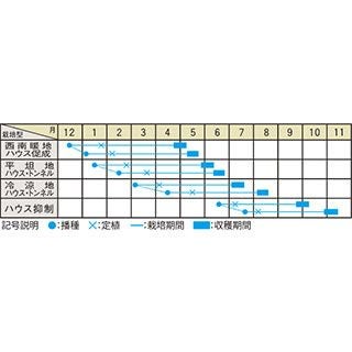 メロン 種 【 ハスキー 】 小袋（7粒） ( メロンの種 )