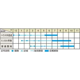  ピーマン 種 【赤ジャンボピーマンクリムソンルビー】 20粒