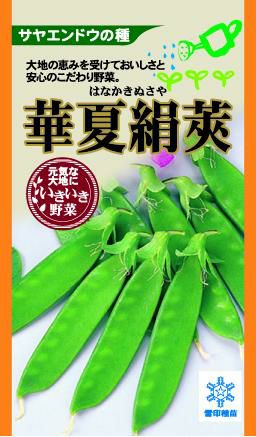 きぬさやエンドウ 種 【華夏絹莢】 30ml | 農業屋.com