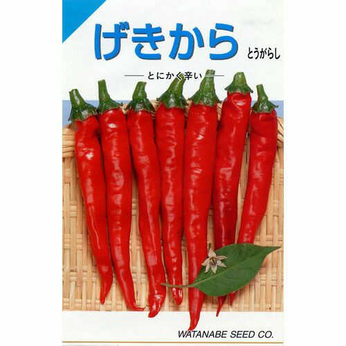 玉ねぎ苗 【予約】 【 早生 赤玉ねぎ レッドグラマー 】 約50本