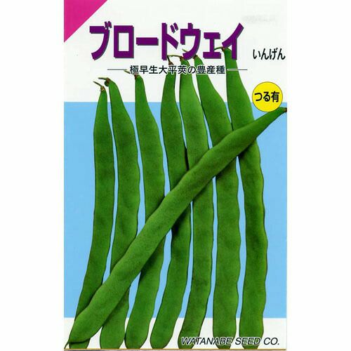 つるありいんげん 種 【ブロードウェイ】 1dl | 農業屋.com