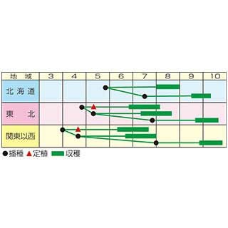  つるなしいんげん 種 【 ロマノ 】 小袋（31ml） ( つるなしいんげんの種 )