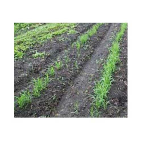  陸稲(オカボ)モチ 農林一号 1L