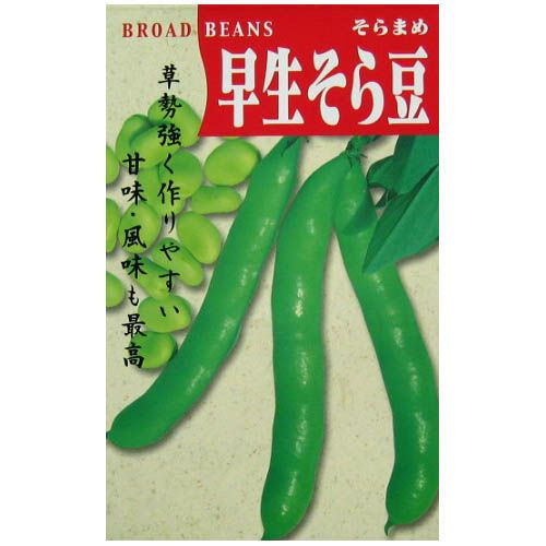 ジャンボそら豆の種　６００粒 そら豆 種 【 早生そら豆 】 種子 小袋（約60ml） | 農業屋.com