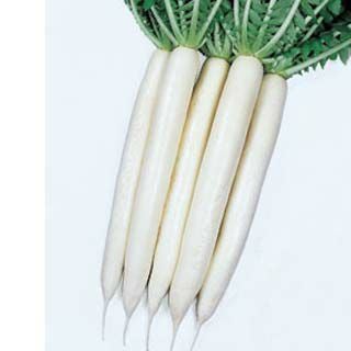 大根 種 【 夏みの早生三号 】 小袋(約8.0ml) ( 大根の種 ) | 農業屋.com