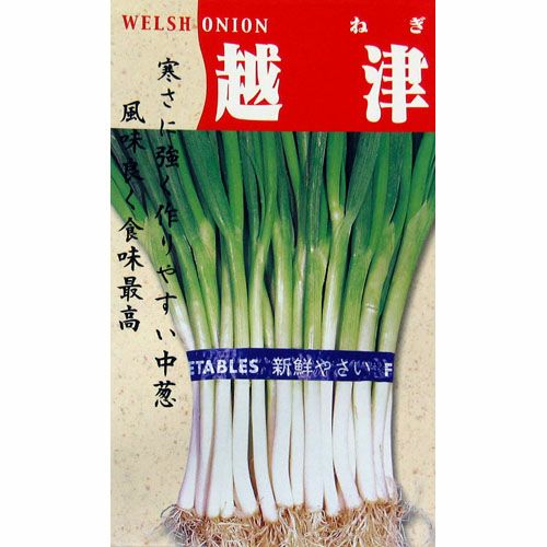 ネギ 種 【越津中葱】 小袋 | 農業屋.com