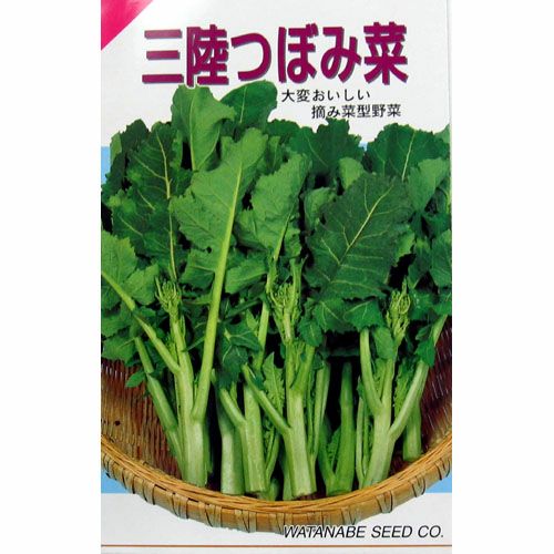 漬け菜 種 【 三陸つぼみ菜 】 種子 小袋 | 農業屋.com