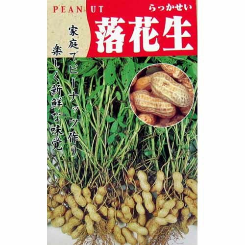 さつまいも苗 【 栗かぐや 通常苗 】25本 【くりかぐや 予約販売
