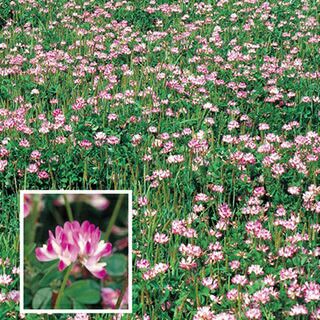 れんげ種子 お徳用大パック【レンゲ 蓮華】 数量:1kg | 農業屋.com
