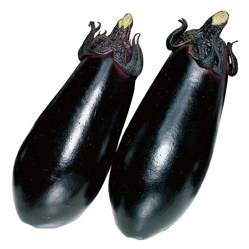 なす 種 【黒福】 20ml | 農業屋.com