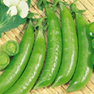 スナップエンドウ | 農業屋.com