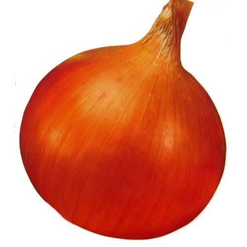 たまねぎ 種 【OP黄】 2dl | 農業屋.com