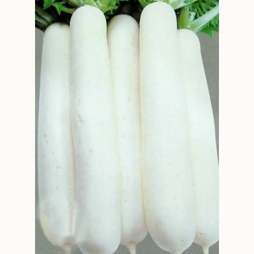 大根 種 【 冬どり大蔵 】 種子 2dl缶 | 農業屋.com